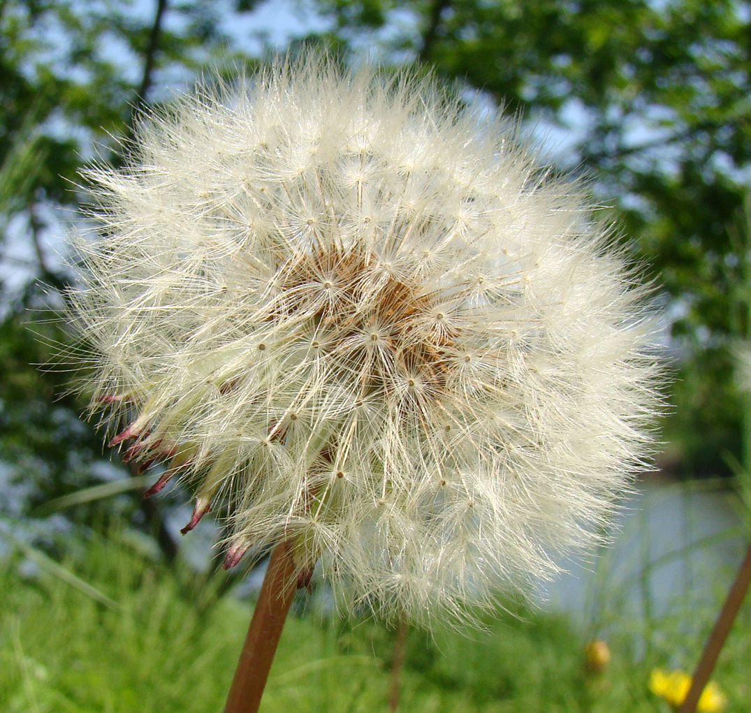 跡見群芳譜(野草譜 タンポポ)